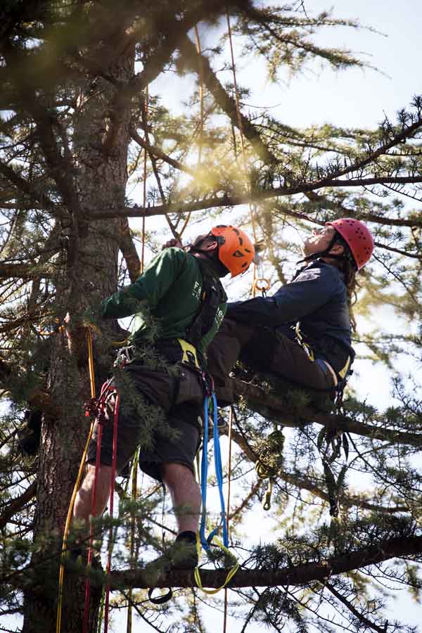 WHY CHOOSE FAIR TREES?